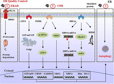 Endoplasmic Reticulum Quality Control in Immune Cells